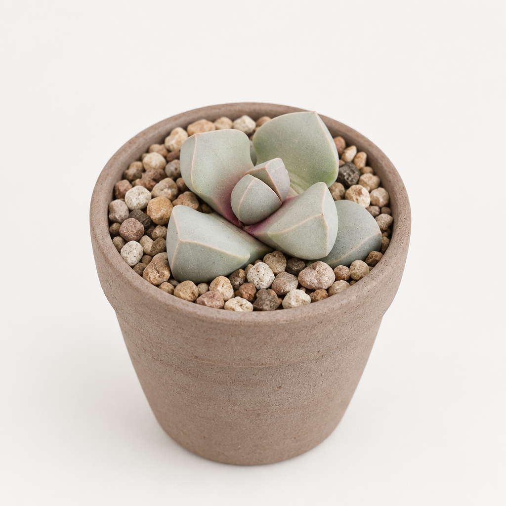 Karoo Split Rock Lapidaria margaretae styled in a taupe terracotta pot, decorative pot not included