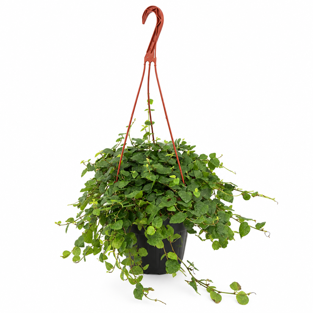 Creeping fig with small green leaves in black 6-inch hanging nursery pot on white