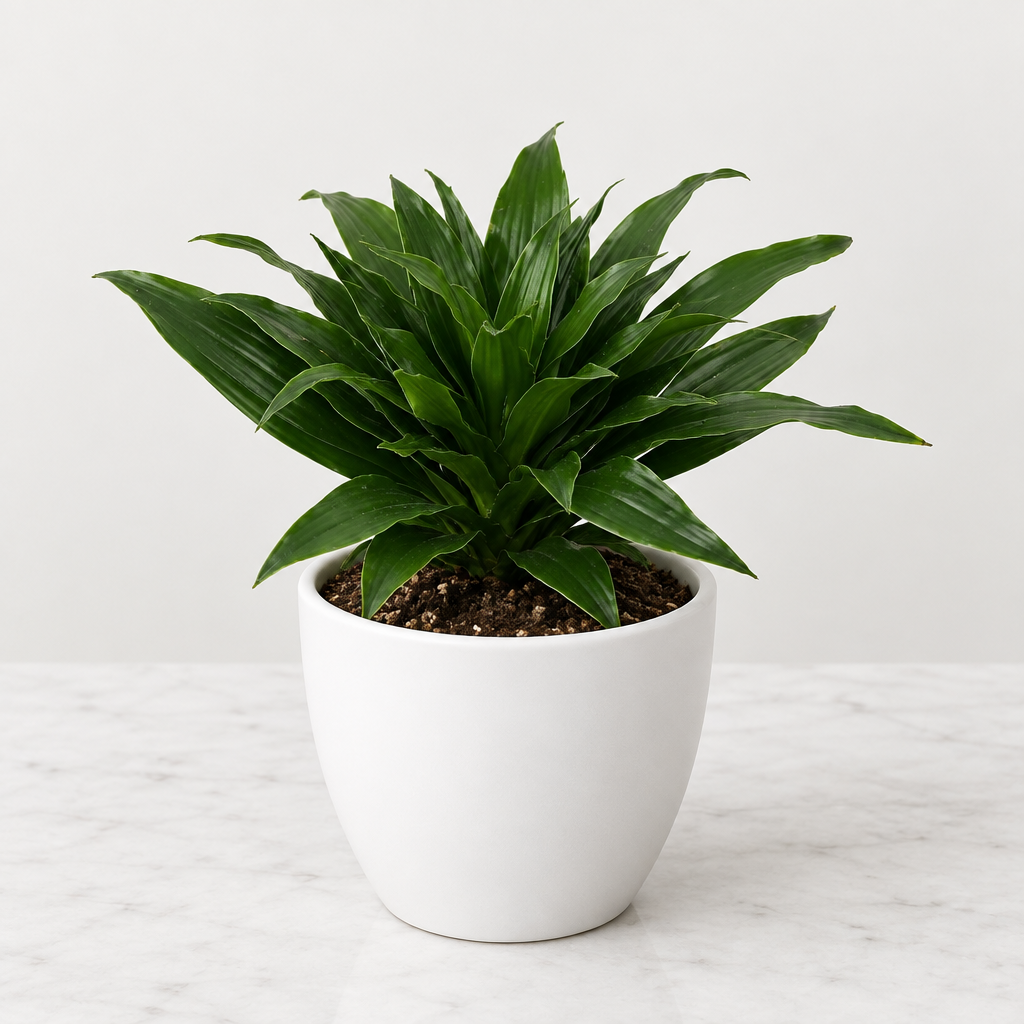 Dark green Dracaena Craigii Compacta styled in white Basel 4.7-inch planter, sold separately