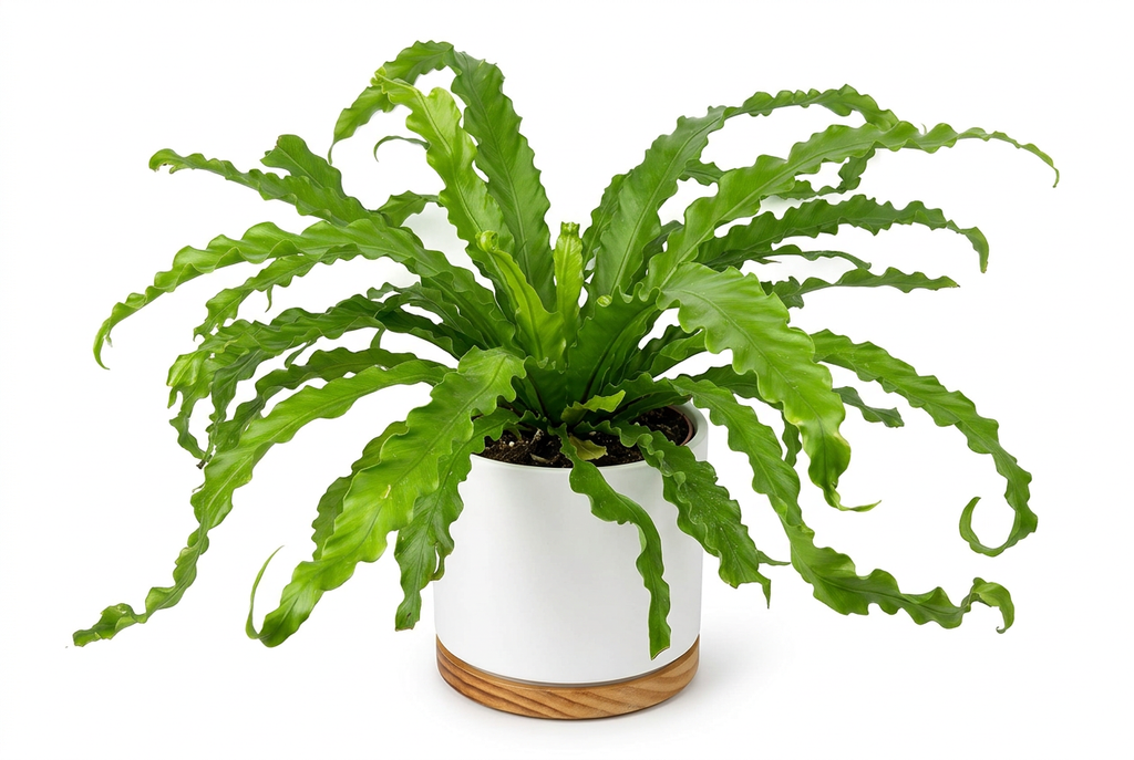 Victoria Bird’s Nest Fern styled in a white Oslo planter with wood-grain base on a white background; decorative planter sold separately