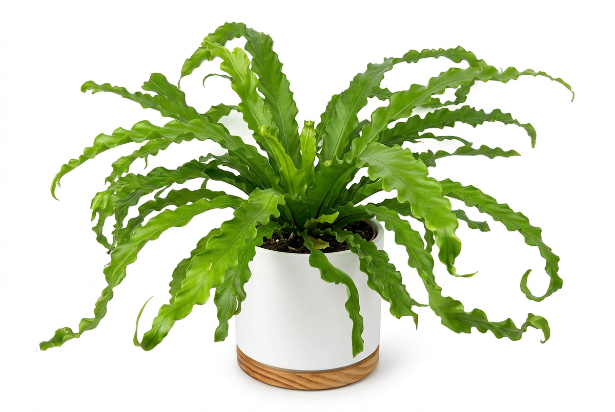Victoria Bird’s Nest Fern styled in a white Oslo planter with wood-grain base on a white background; decorative planter sold separately