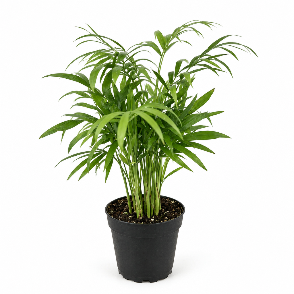 Young Parlor Palm with fine green fronds in a nursery grow pot on a white background