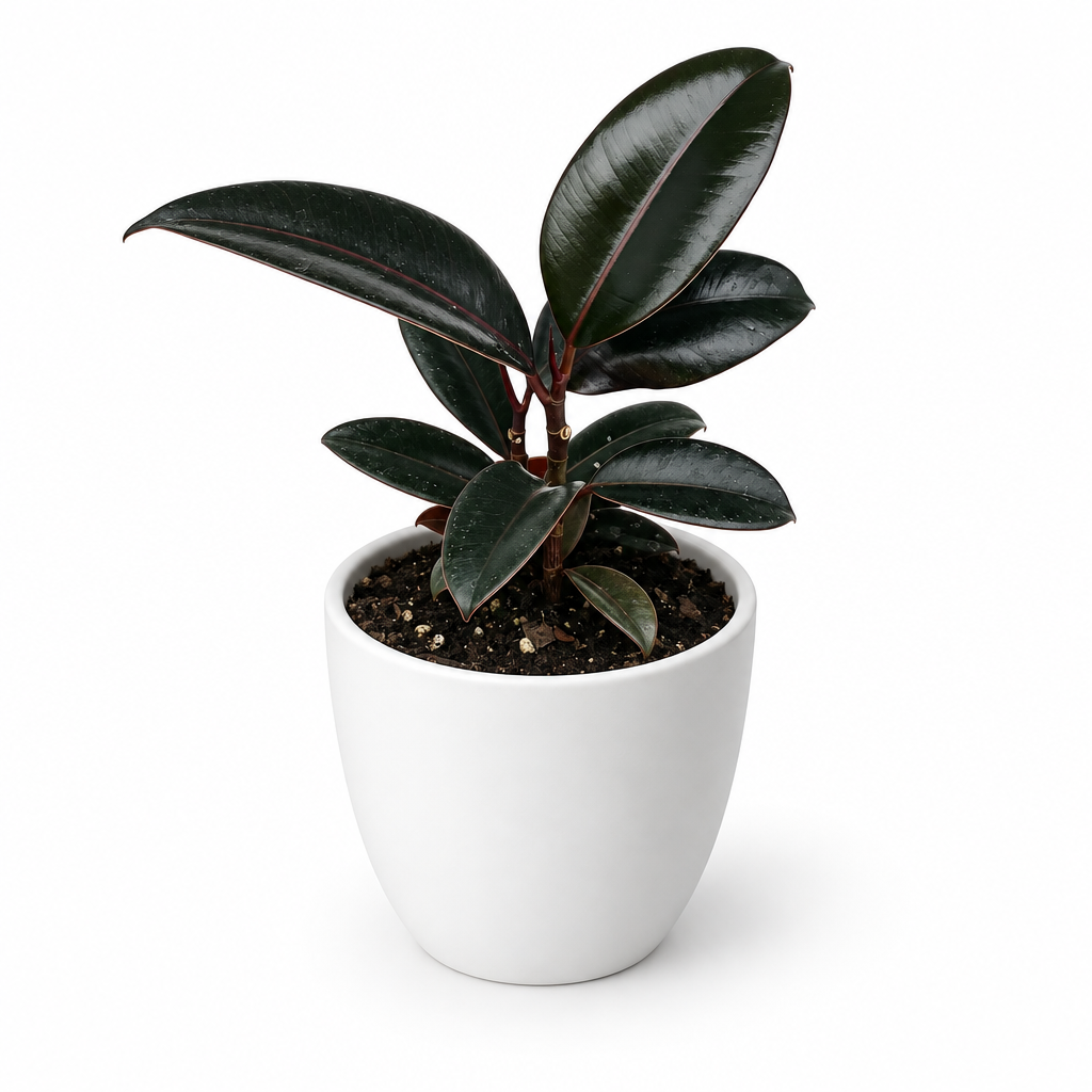 Ficus Decora Burgundy with glossy dark leaves in a separately sold white Basel planter on a white background