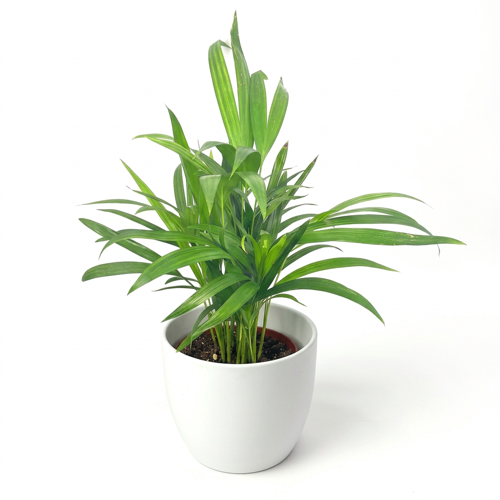 Areca Palm styled in a white 6-inch BASEL planter; decorative planter sold separately