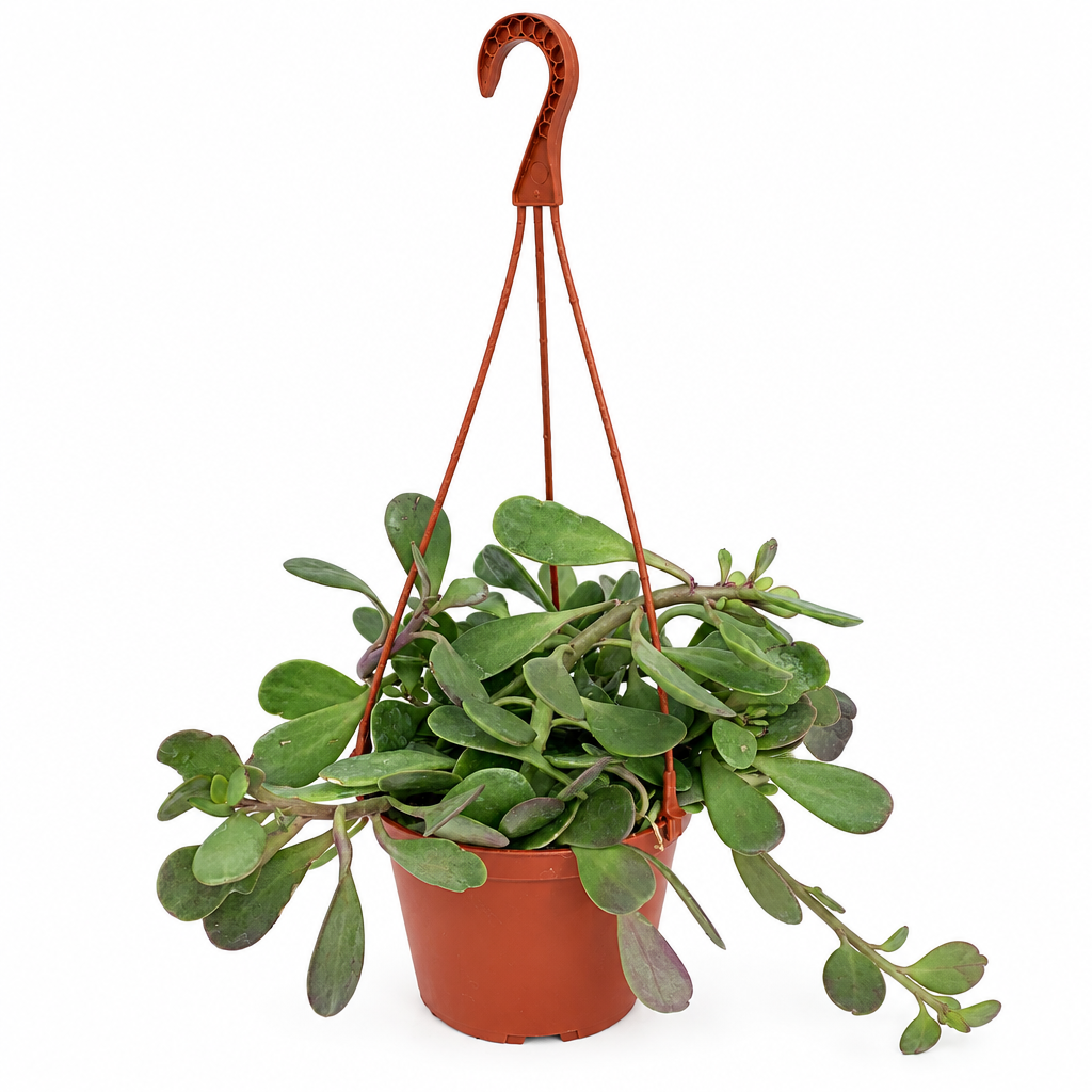 Purple Trailing Jade with fleshy oval green leaves trailing from a 6-inch hanging basket with hanger on white