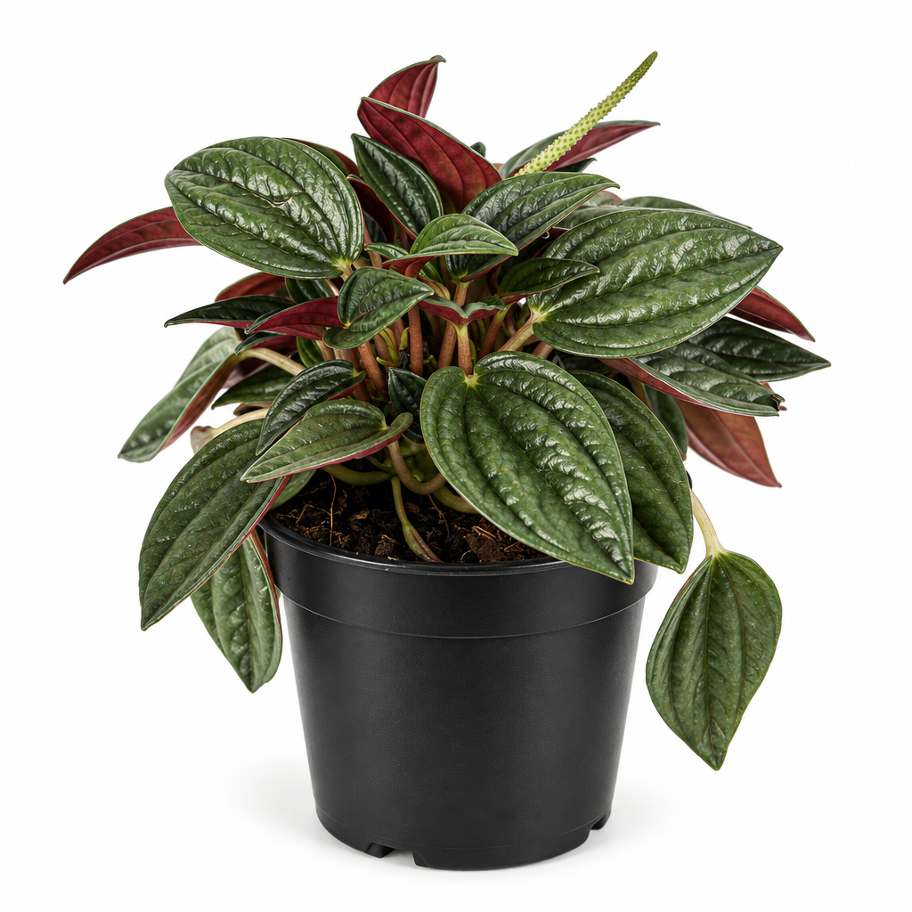 Peperomia Rosso with ribbed green leaves and red undersides in black 4-inch nursery pot on white