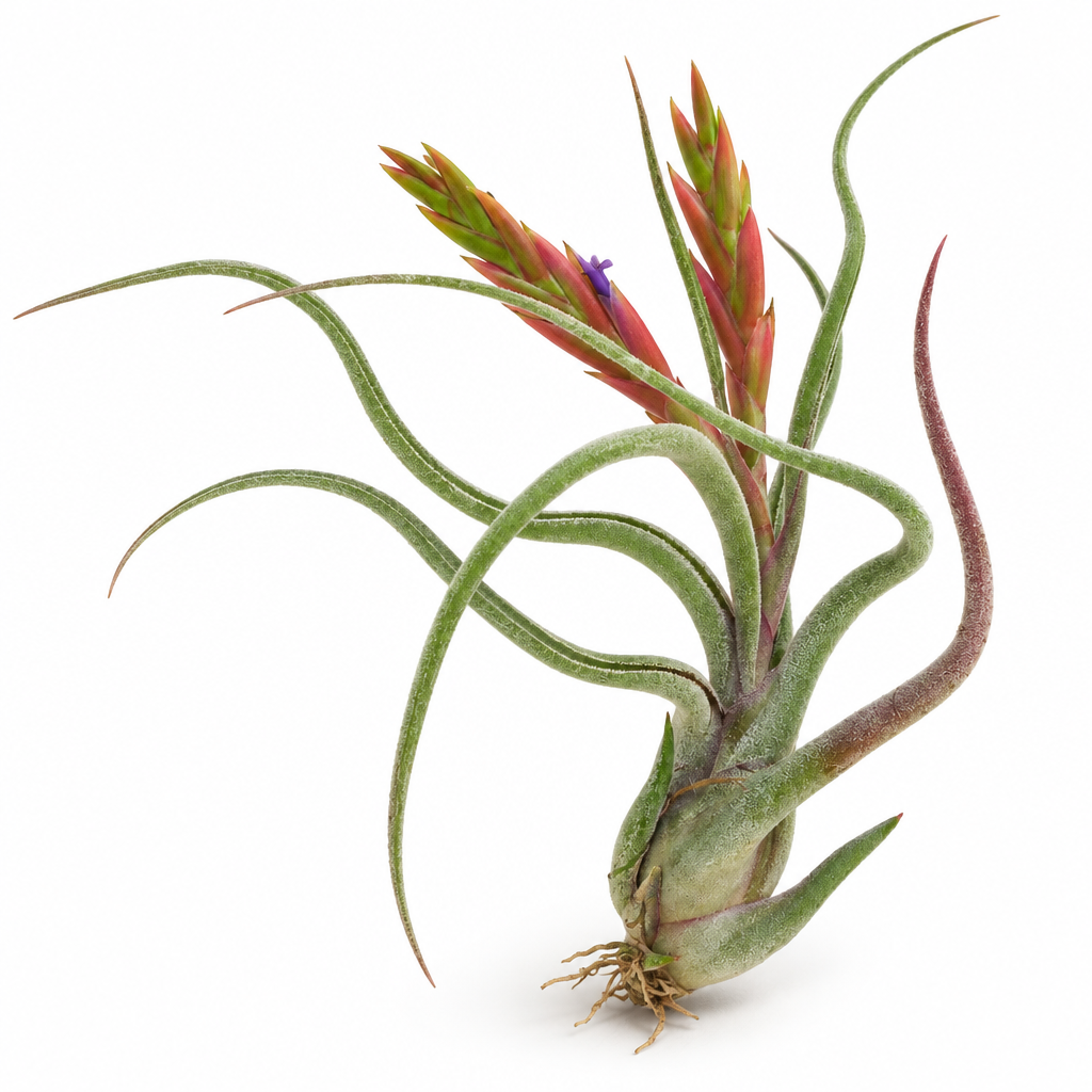 Tillandsia Caput-Medusae flowering-stage example with a red-and-green spike and violet flower; flowering not guaranteed on arrival