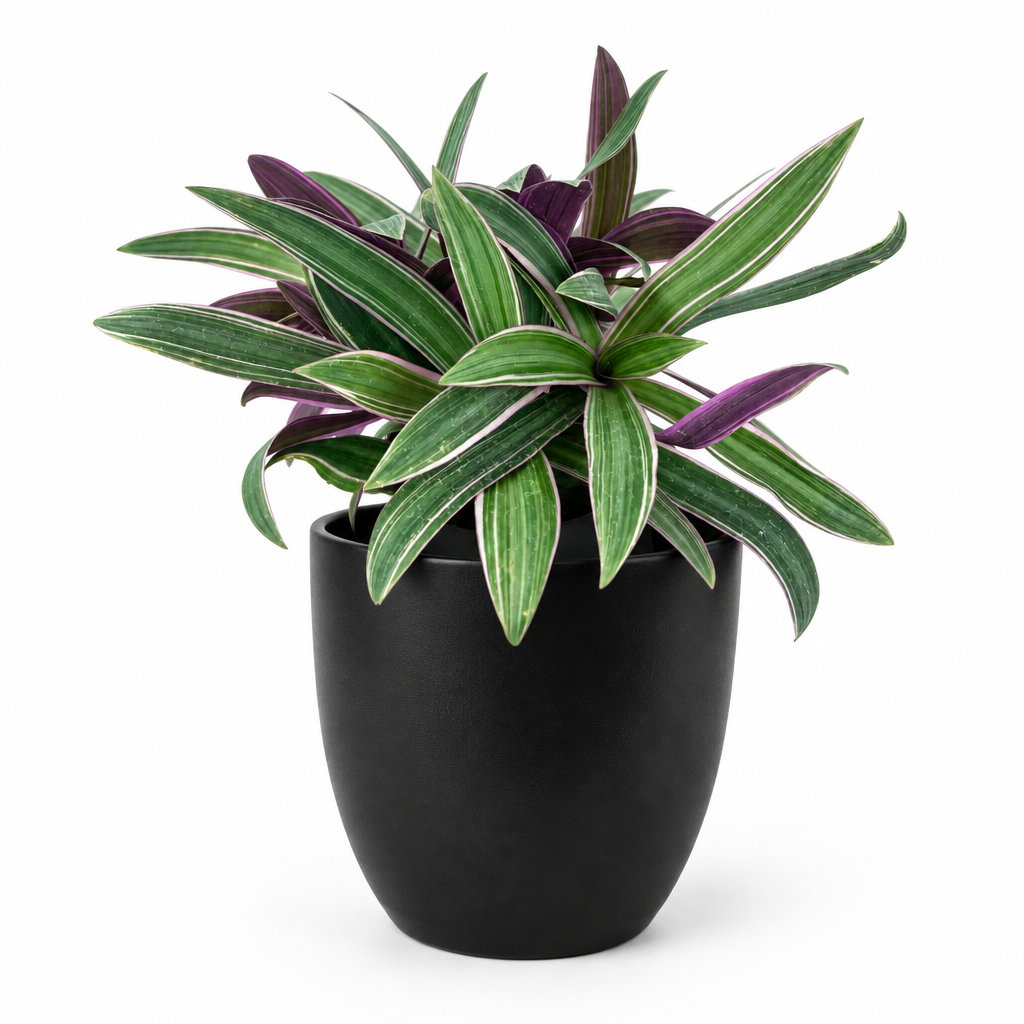 Moses in the Cradle styled in a black BASEL planter, planter sold separately