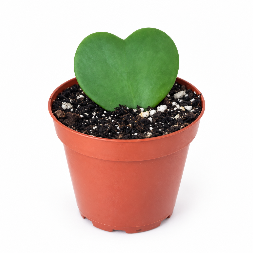 Single green heart leaf Hoya kerrii in 2.5-inch nursery pot