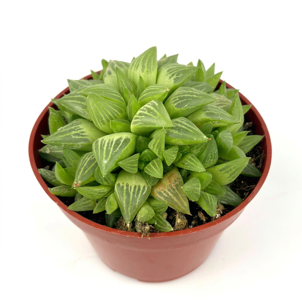Haworthia retusa with green windowed leaves in a reddish 4-inch nursery pot on white