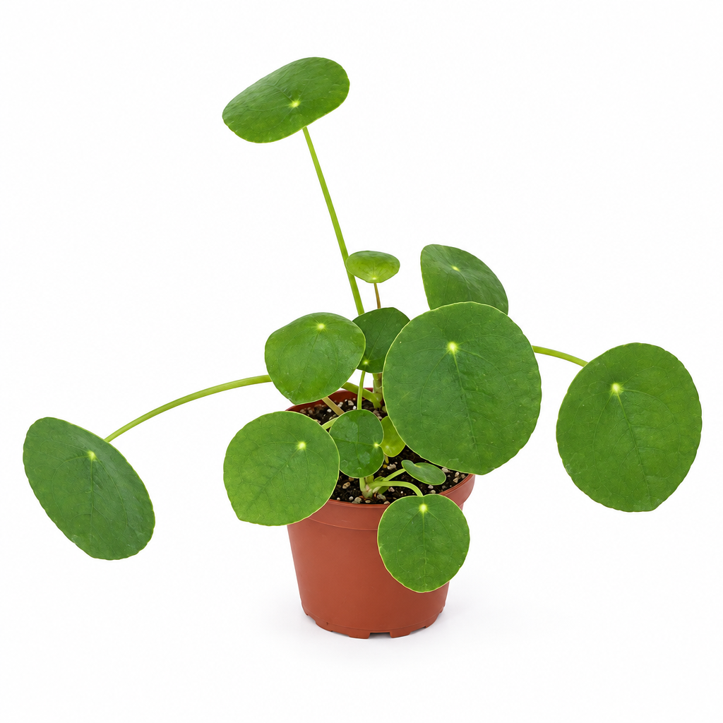 Chinese Money Plant with round green leaves in a 3.5-inch nursery pot on white