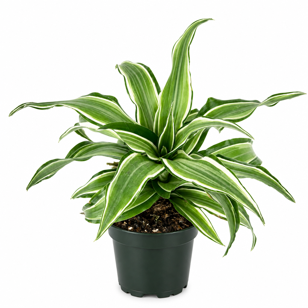 Striped Dracaena Kanzii in 4-inch nursery pot on white