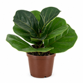 Young Ficus lyrata Bambino with dark green leaves in one 4-inch nursery pot on white