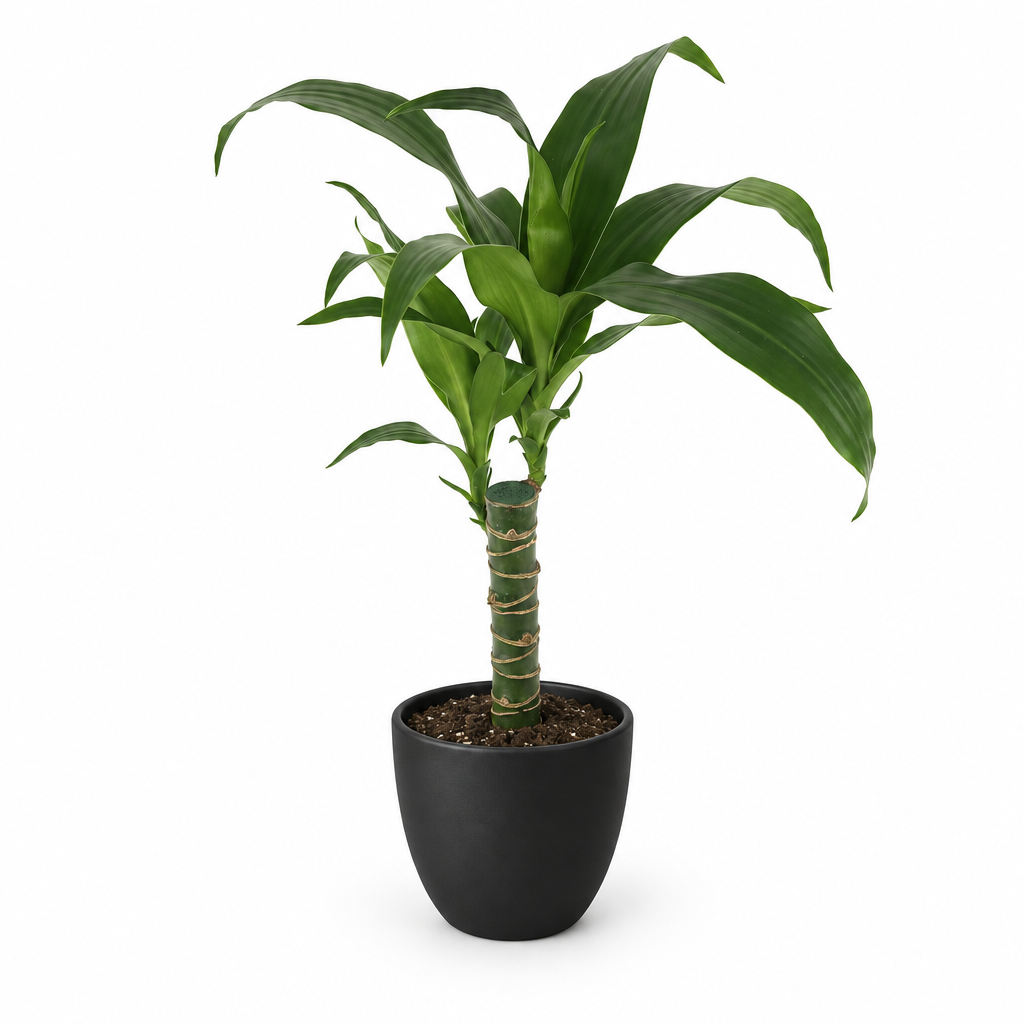 Dracaena Black Beauty Cane styled in a black BASEL 4.7-inch planter; planter sold separately