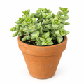 Rosary Succulent (Crassula rupestris) with lime-green and pale clustered foliage in warm orange terracotta on white