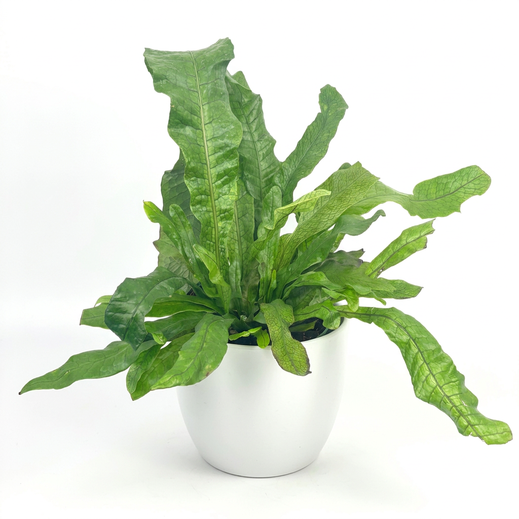 Crocodile Fern styled in a white 6-inch BASEL planter; decorative planter sold separately