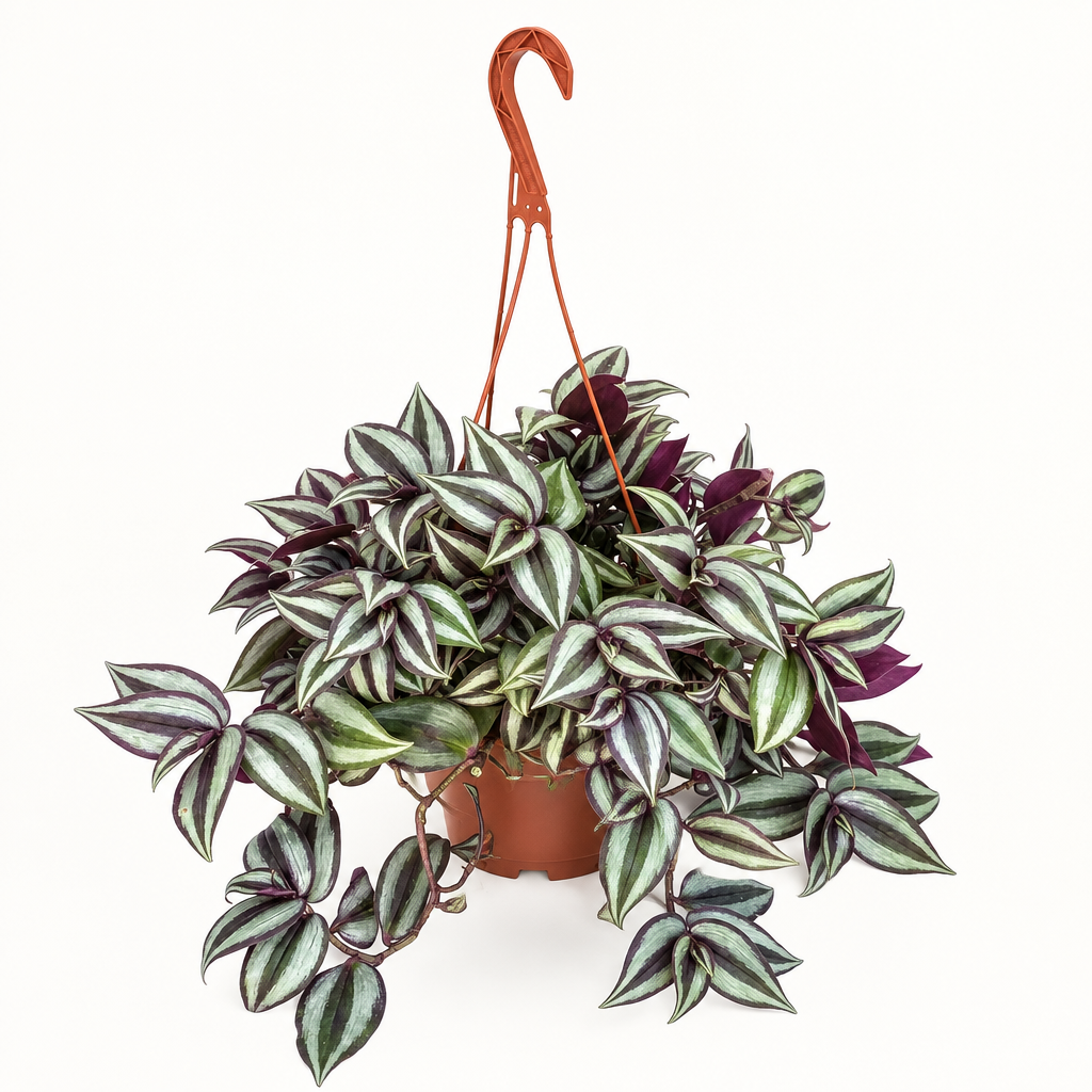Silver-striped Tradescantia Silver Plus with purple undersides in 6-inch nursery hanging pot