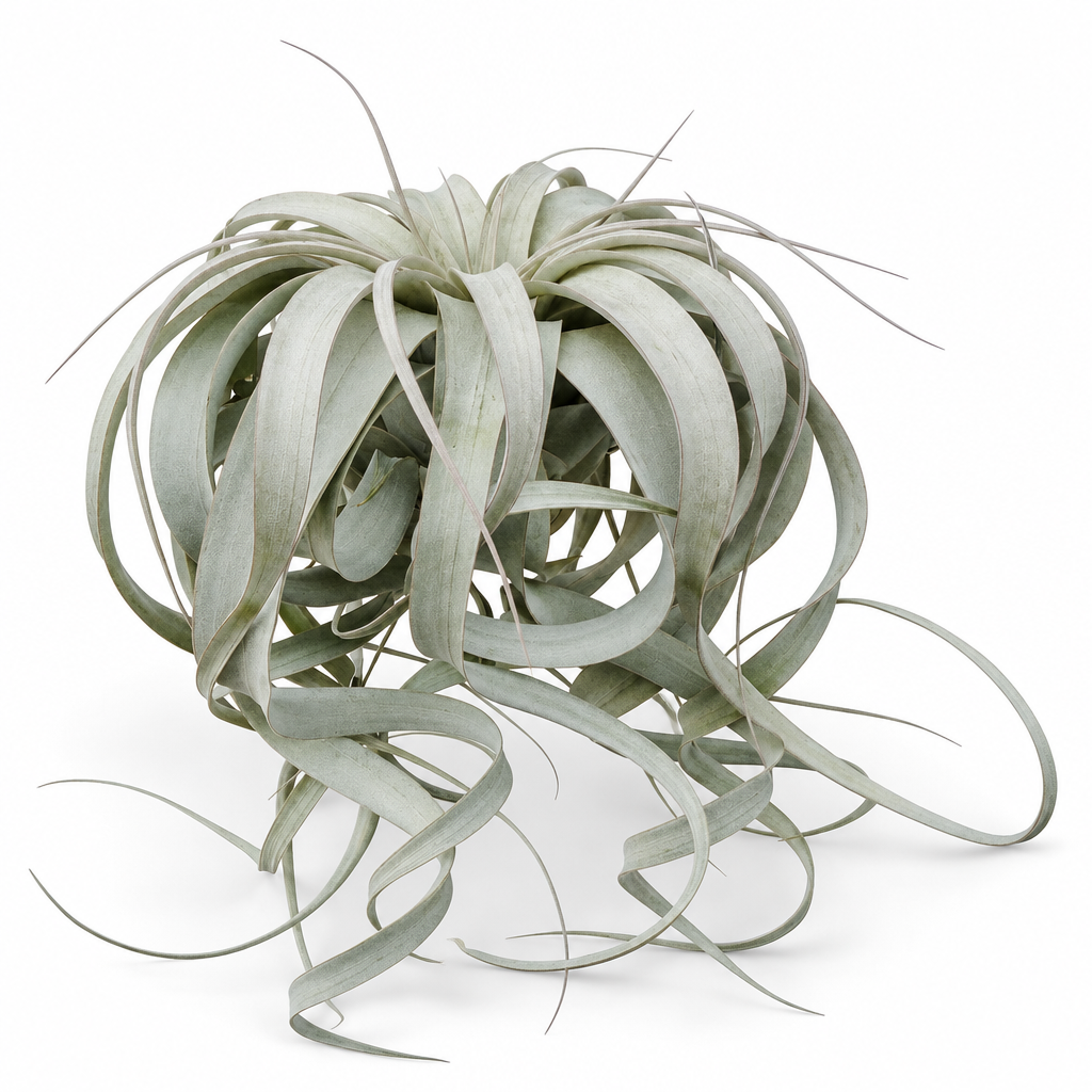 XL Tillandsia Xerographica with long curling silver-green leaves on a white studio background