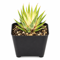 Variegated Zebra Haworthia in a black 4-inch pot, with pointed green leaves, cream variegation, and white bands