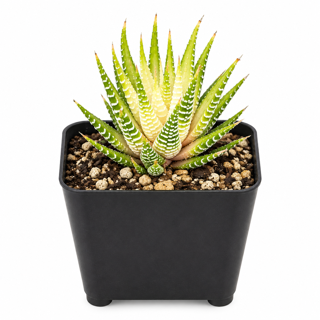 Variegated Zebra Haworthia in a black 4-inch pot, with pointed green leaves, cream variegation, and white bands