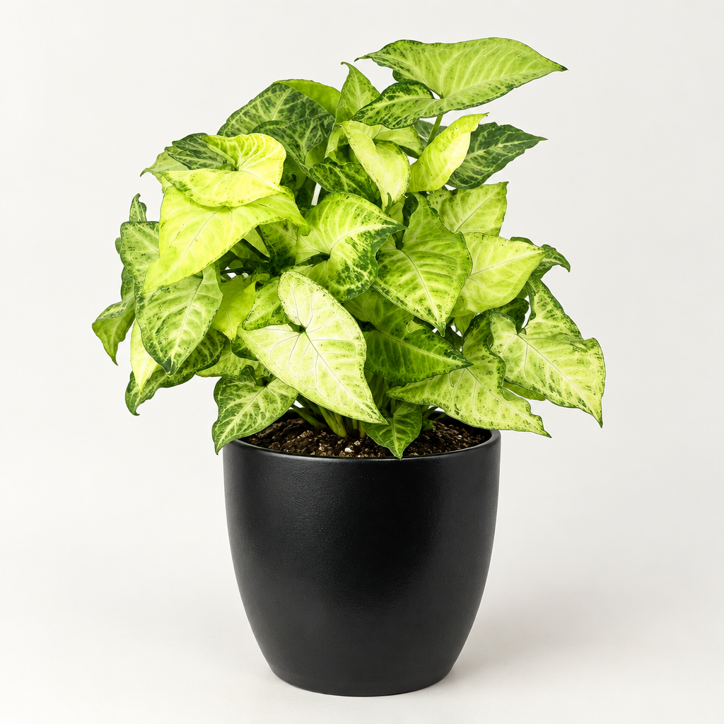 Syngonium White Butterfly with green and cream arrowhead leaves styled in a black 6-inch Basel pot