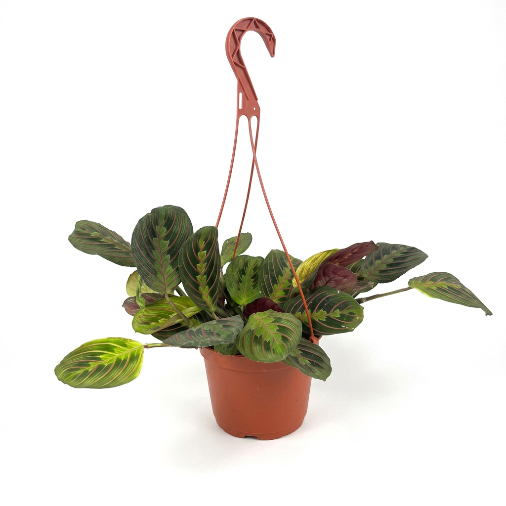 One Red Prayer Plant Maranta in a 6-inch hanging nursery pot against a white background