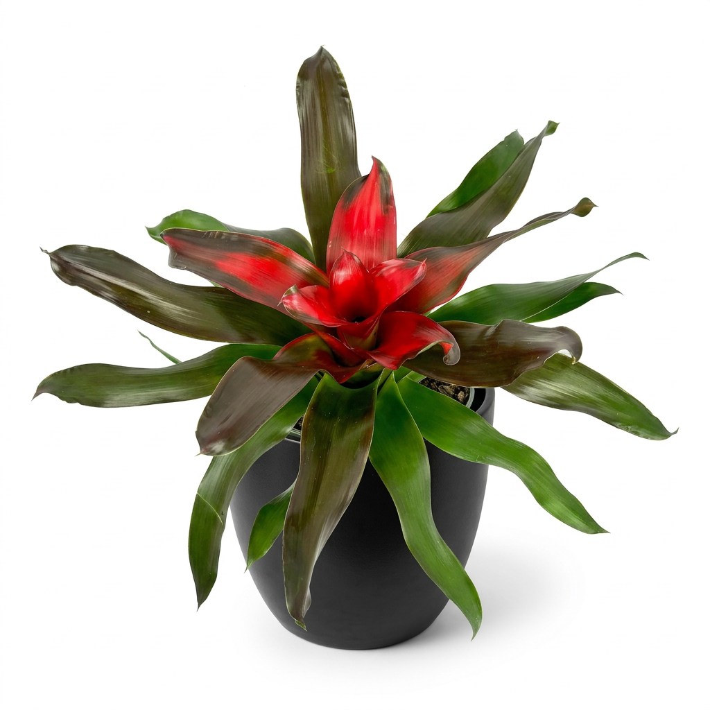 Neoregelia Medusa styled in a black BASEL planter against a white background; decorative planter sold separately