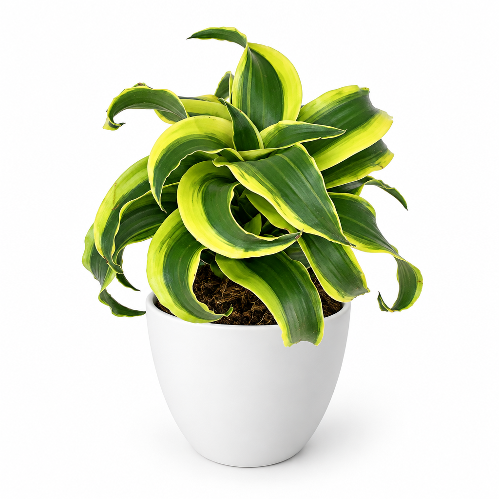 Dracaena Tornado styled in a separately sold white Basel planter against a white studio background