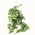 Silver Splash pothos with silver-splashed leaves in 6-inch hanging nursery pot