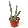 Pinecone Cactus with textured gray-green jointed stems in a reddish-brown 6-inch nursery pot on a white background.