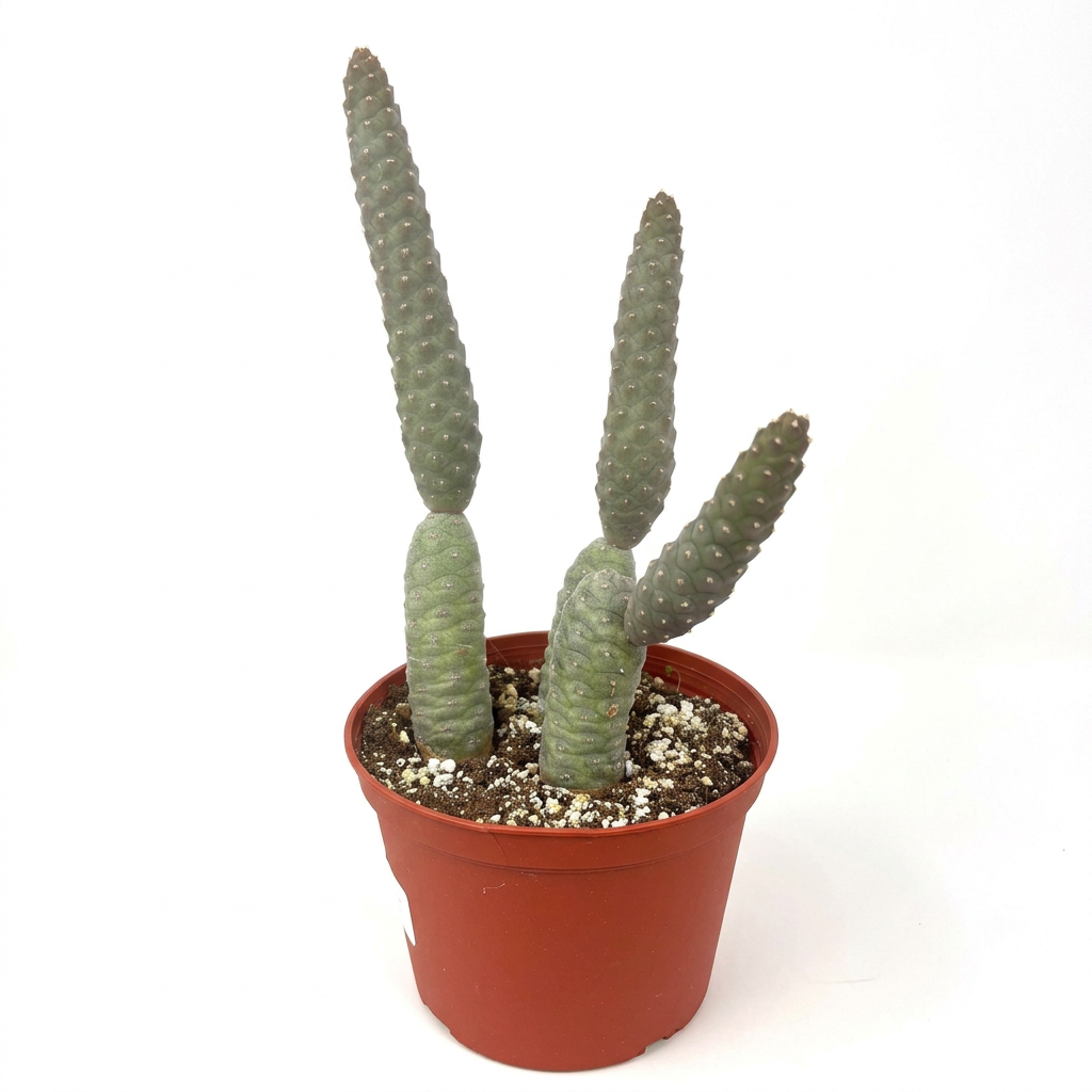 Pinecone Cactus with textured gray-green jointed stems in a reddish-brown 6-inch nursery pot on a white background.