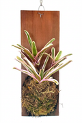 Mounted Neoregelia Donger on its included wood plank with hanging wire, white studio view; wall hook not included.