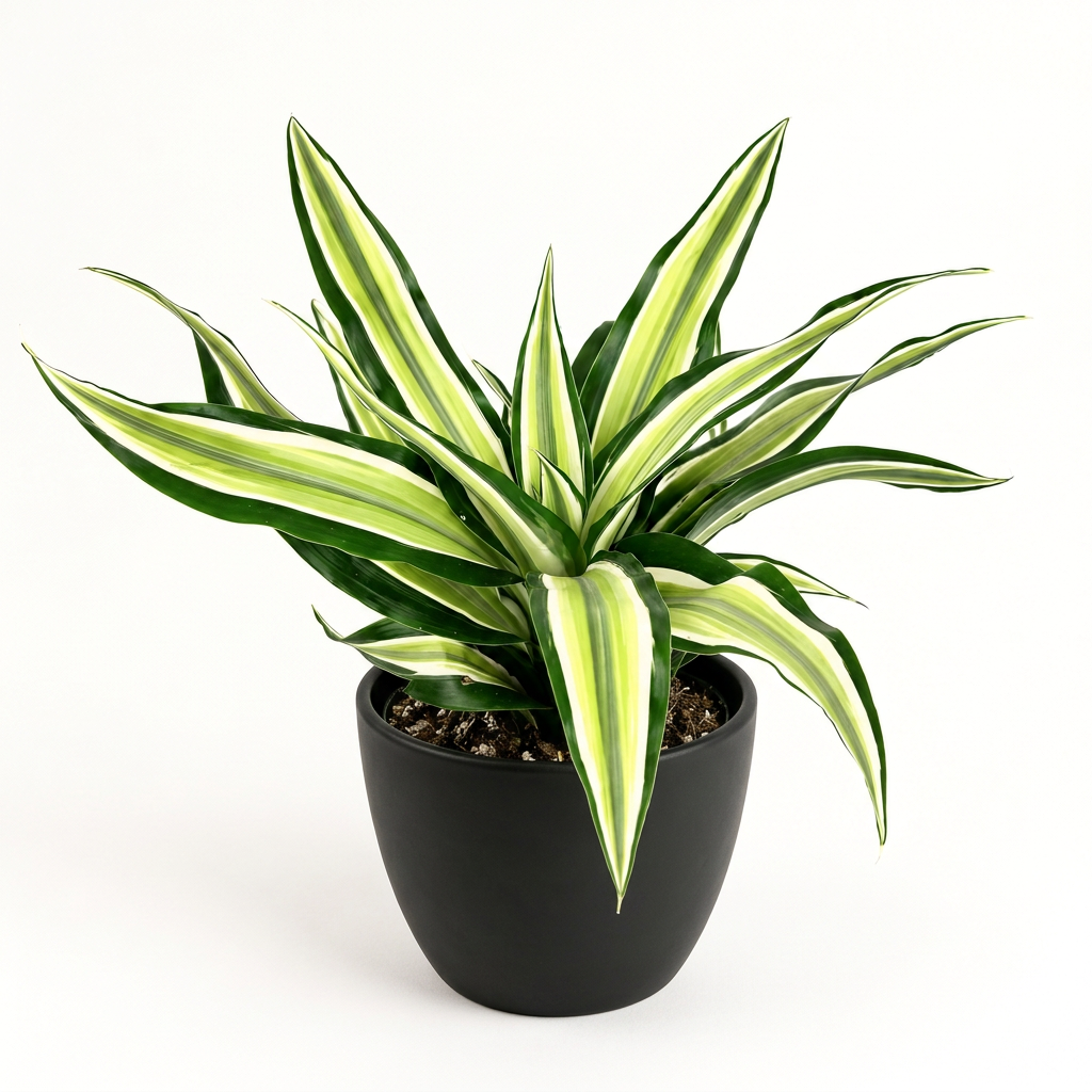 Young Dracaena Malaika with cream, lime and green striped leaves styled in a black BASEL 4.7-inch planter; decorative planter sold separately, plant ships in a 4-inch nursery grow pot