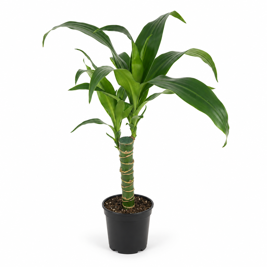 Dracaena Black Beauty Cane in a 4-inch nursery pot on a white studio background