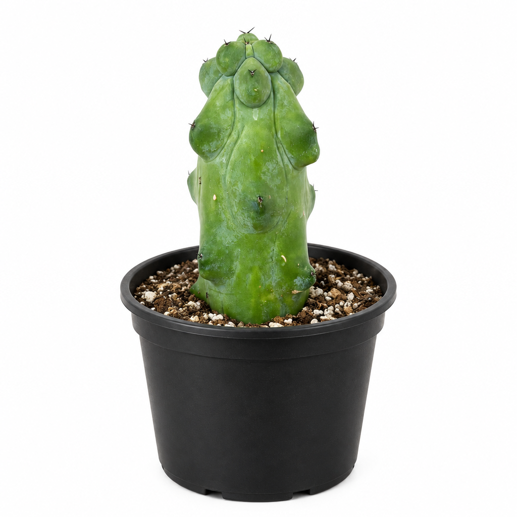 Boobie Cactus with rounded blue-green ribs in a black 6-inch nursery pot on a white background
