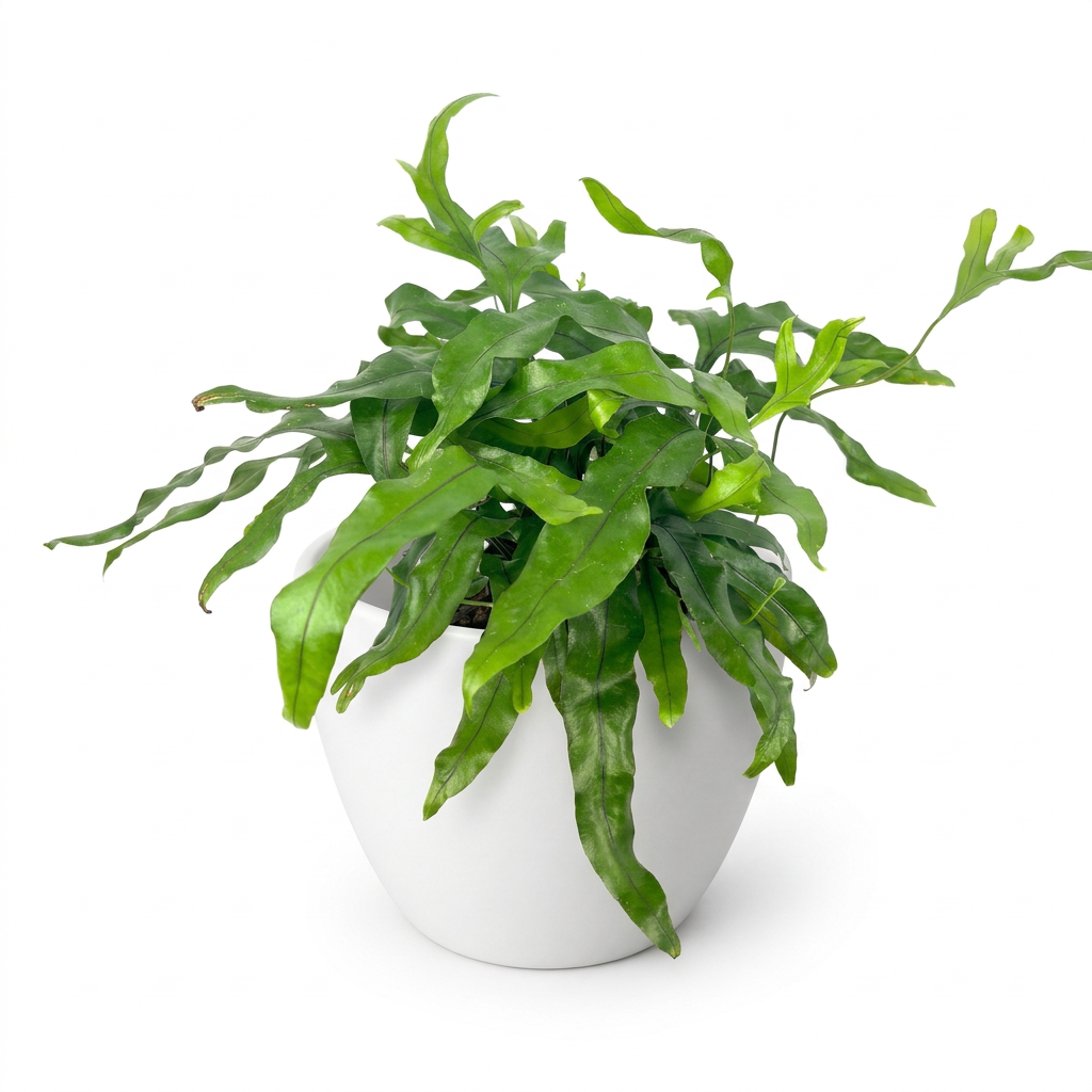 Kangaroo Paw Fern styled in a white 4.7-inch BASEL planter; decorative planter sold separately