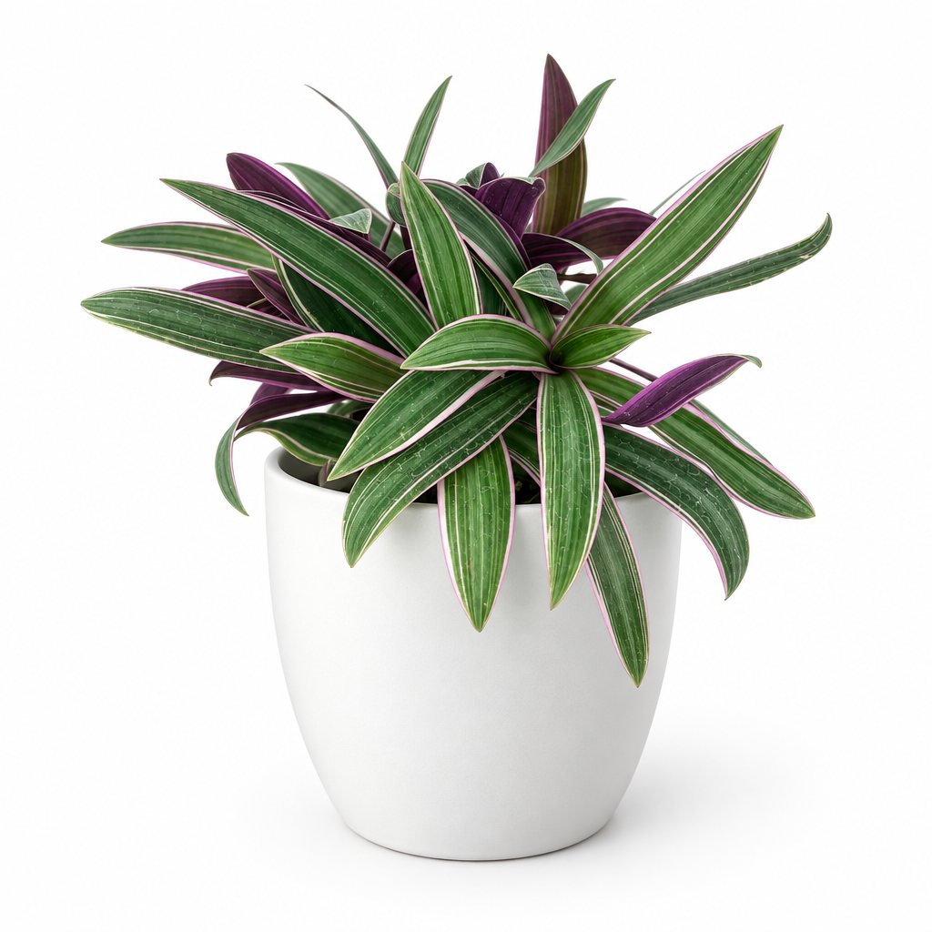 Moses in the Cradle styled in a white BASEL planter, planter sold separately
