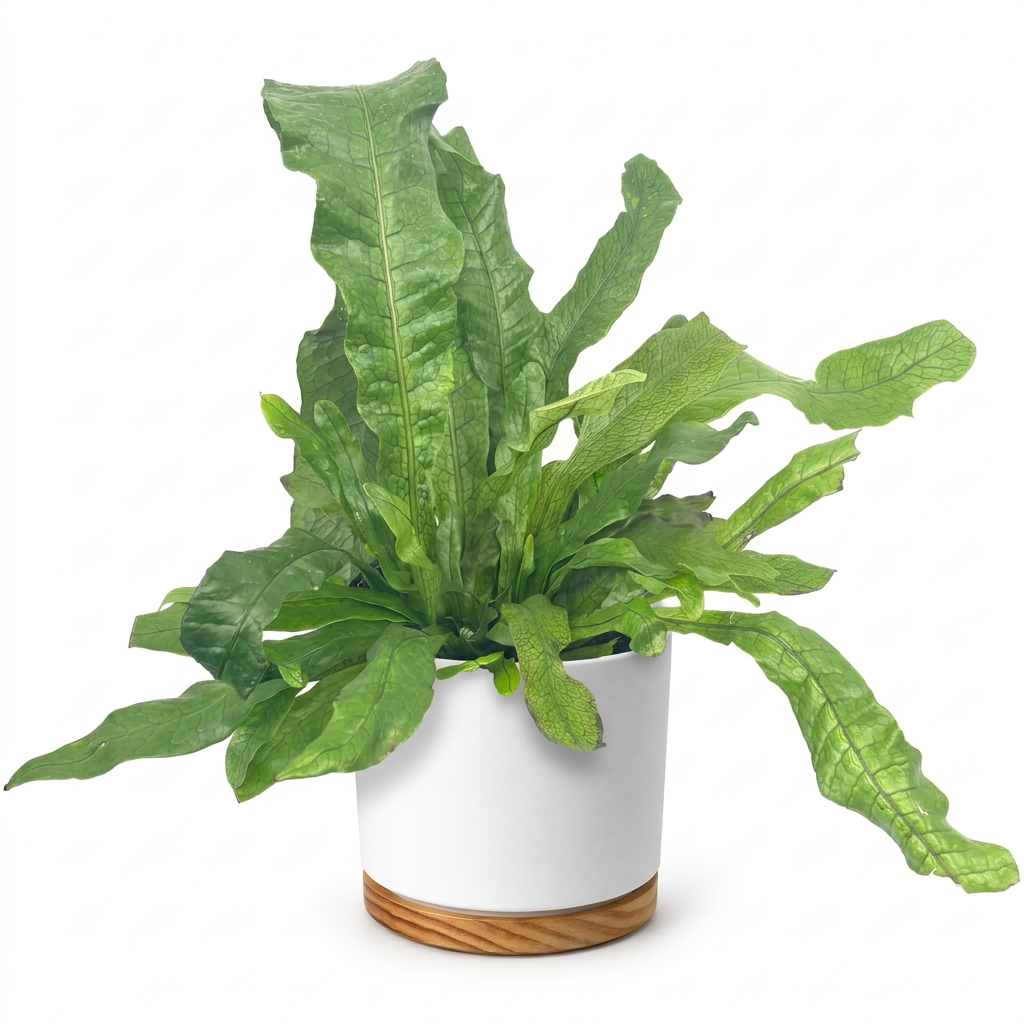 Crocodile Fern styled in a white 6-inch OSLO planter with wood-grain base; decorative planter sold separately