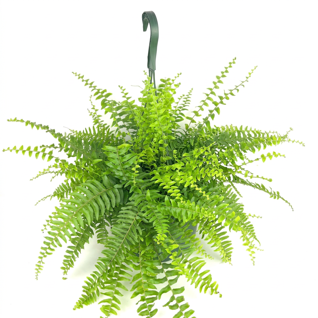 Boston Fern in a 6-inch hanging nursery pot against a bright studio background