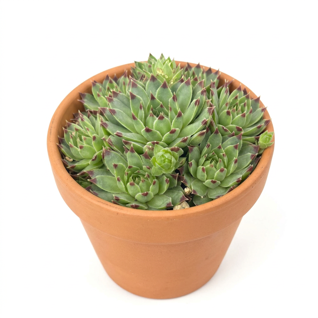 Sempervivum calcareum styled in a terracotta pot against a white studio background; decorative pot sold separately