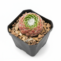 Sempervivum Cebenese with green and reddish leaves and natural white cobweb-like hairs in a 2-inch nursery pot against a white background