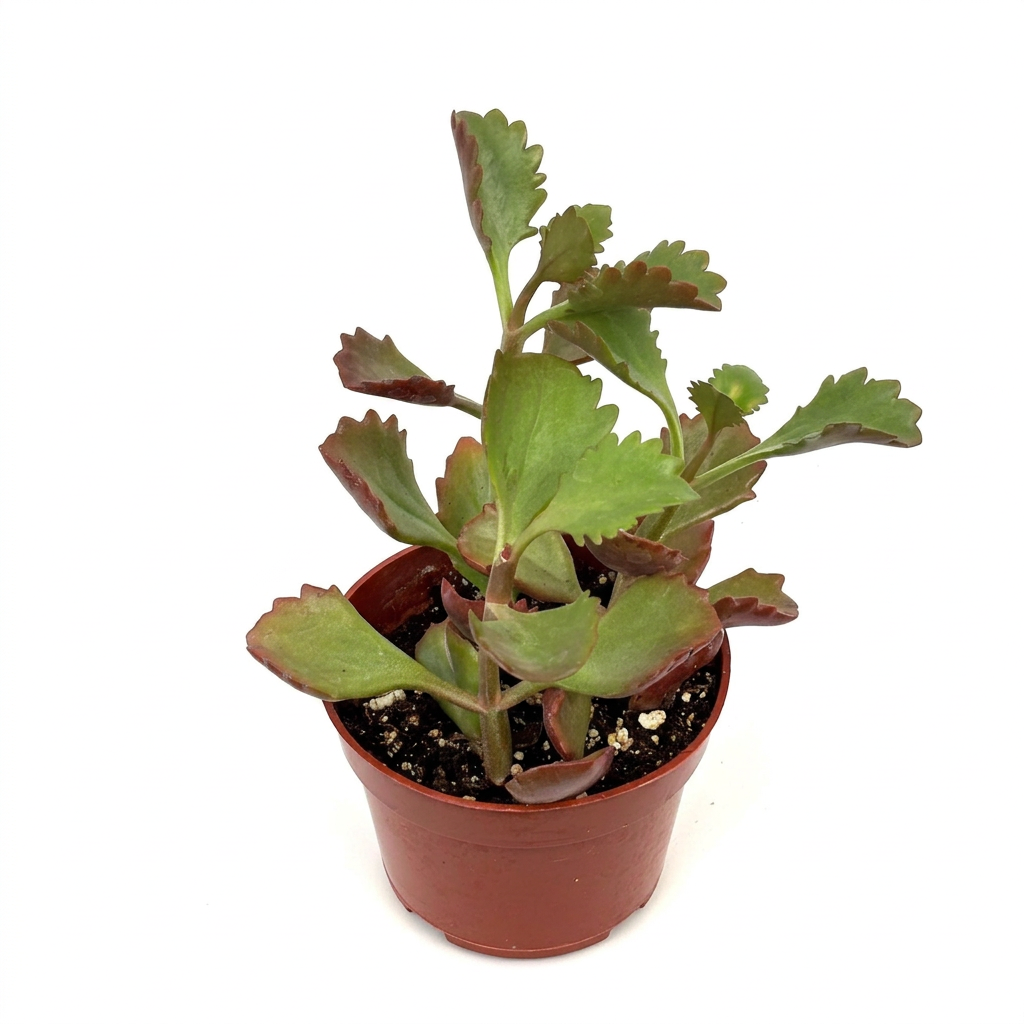 Kalanchoe Longiflora Coccinea in a 4-inch nursery pot against white
