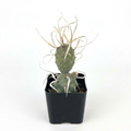 Paper Spine Cactus with gray-green jointed segments and pale ribbon-like spines in a black 2-inch nursery pot on a white background