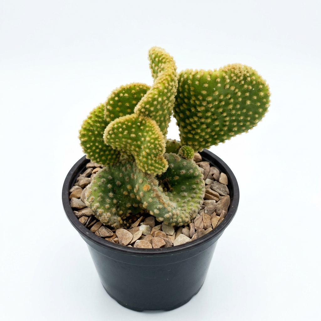 Funny Bunny crested cactus in a black nursery pot on a pure white background.