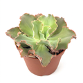 Echeveria Giant Ruffles with broad green leaves and pink ruffled edges in a 6-inch nursery pot against a white background