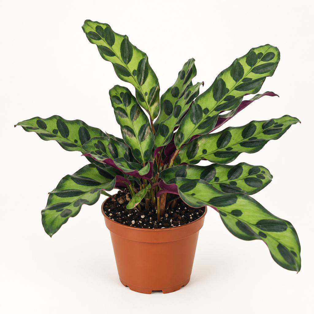 Rattlesnake Plant with wavy spotted leaves in 4-inch plastic nursery pot