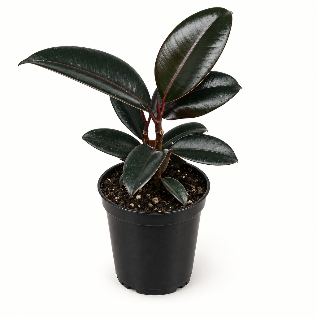 Young Ficus Decora Burgundy rubber plant in a 3.5-inch nursery pot on a white studio background