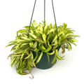 Variegated Hoya Wayetii with cream-yellow and green leaves in its green 6-inch hanging grow pot on a white background.