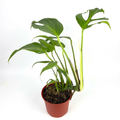 Young Monstera Burle Marx Flame with developing leaf splits in a 6-inch nursery pot against a white background