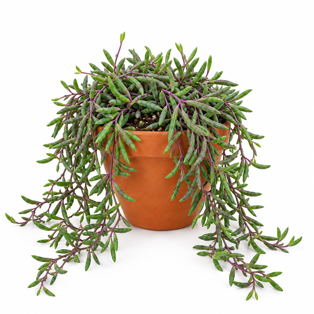 Trailing String of Pickles planted in orange terracotta pot; decorative pot not included